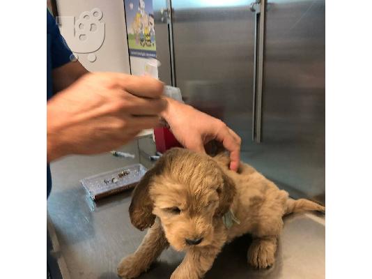 PoulaTo: Priceless Pedigree Maltese Puppy Ready For Adoption,